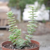 Crassula perforata 8