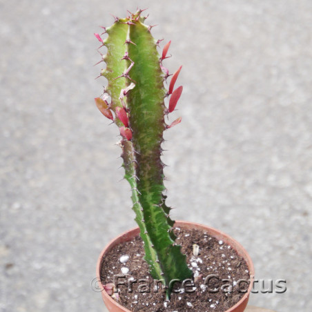 Euphorbia trigona rubra 6
