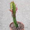 Euphorbia trigona rubra 6