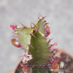 Euphorbia trigona rubra 7