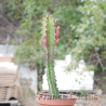 Euphorbia trigona rubra 8