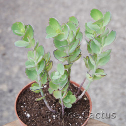Kalanchoe laxiflora 7