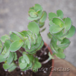 Kalanchoe laxiflora 8