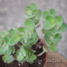 Kalanchoe laxiflora 8
