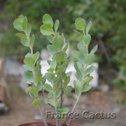 Kalanchoe laxiflora 6