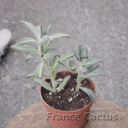 Kalanchoe tomentosa 6