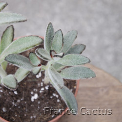 Kalanchoe tomentosa 7