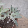 Kalanchoe tomentosa 7