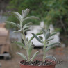 Kalanchoe tomentosa 8