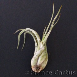 Tillandsia Caput Medusae