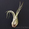 Tillandsia Caput Medusae