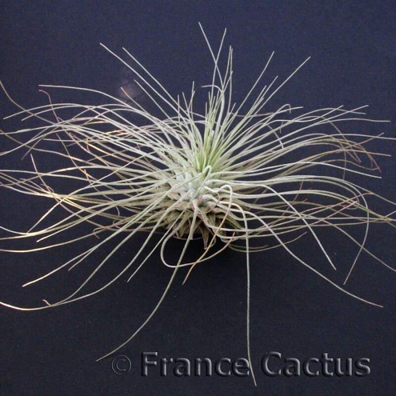 Tillandsia Argentea 1