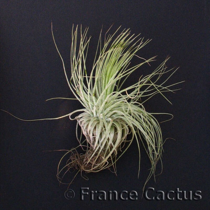 Tillandsia Magnusiana