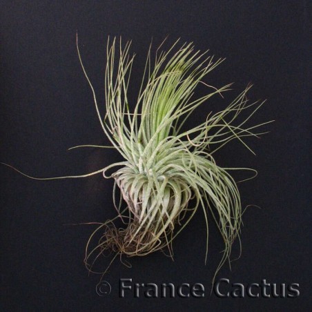 Tillandsia Magnusiana