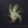 Tillandsia Magnusiana