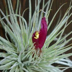 Tillandsia Magnusiana Fleurs