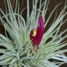 Tillandsia Magnusiana Fleurs