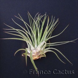 Tillandsia Oaxacana