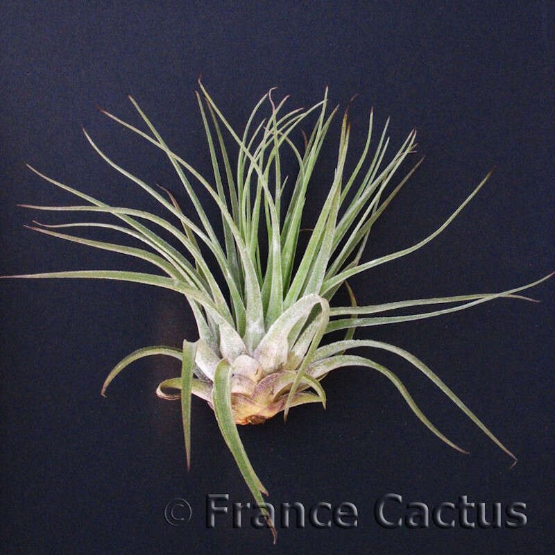 Tillandsia Oaxacana