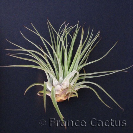 Tillandsia Oaxacana