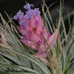 Tillandsia Oaxacana Fleurs