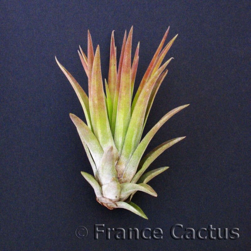 Tillandsia Velutina