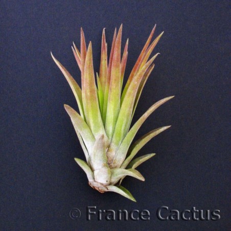 Tillandsia Velutina