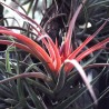 Tillandsia Velutina fleur