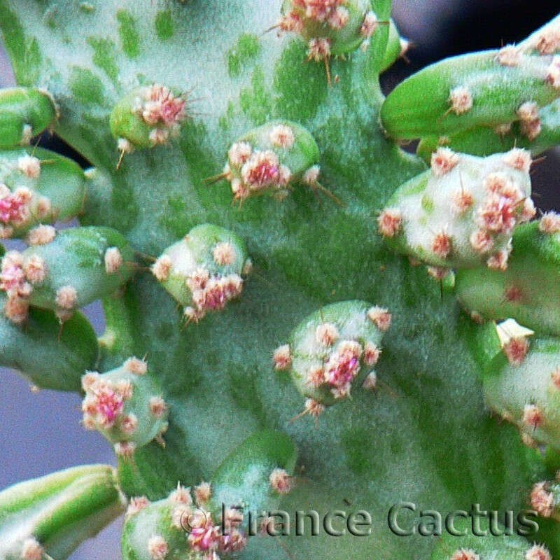 opuntia-monacantha-variegata-monstruosa