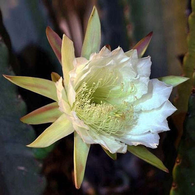 Cereus jamacaru